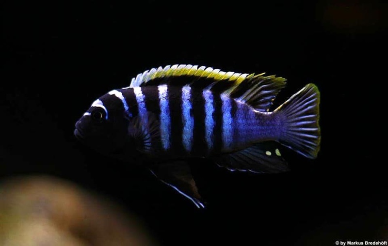 Cynotilapia zebroides 'Likoma Island'